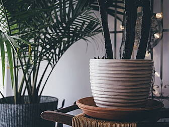 The Humble House Plant: Our Li...